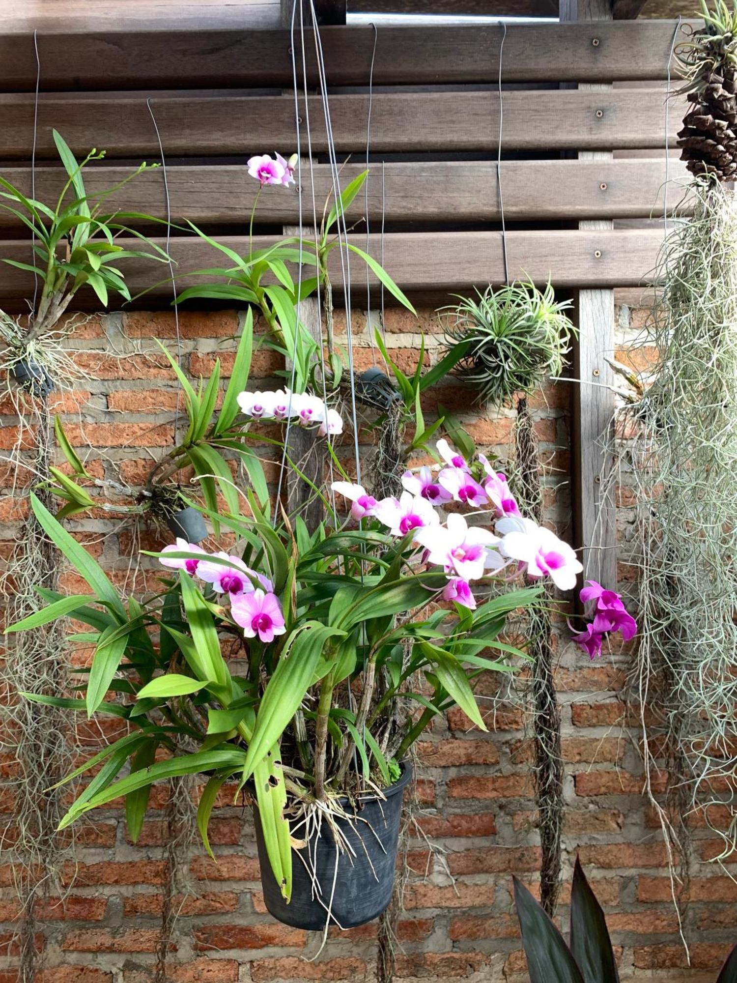 Rang Robin Farmstay For 4 With Pool Ban Wang Muang Extérieur photo